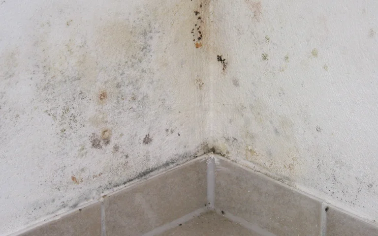 Typische Schimmelverfärbung an der Wand.